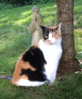 A calico cat story – LuceStellare